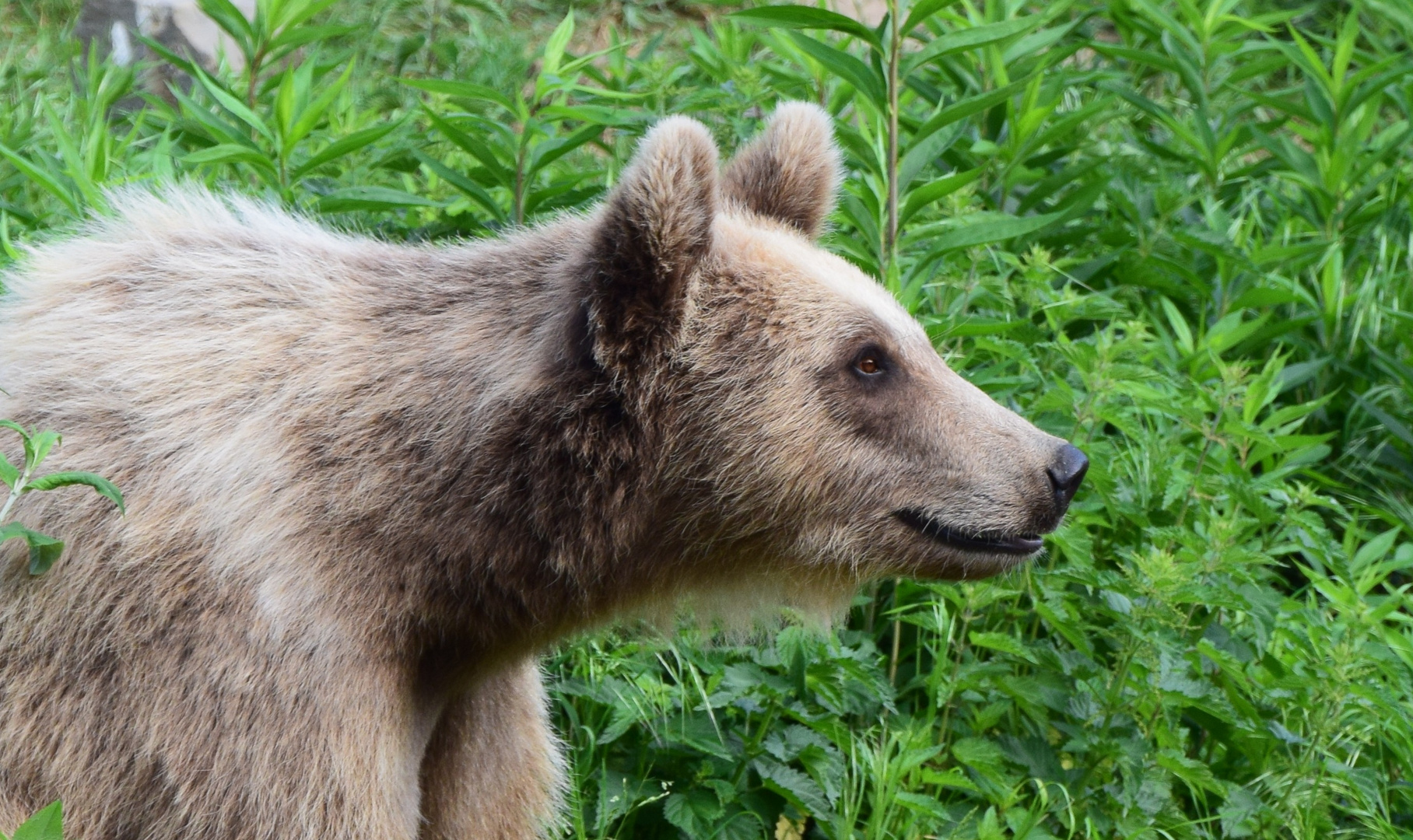 Braunbär