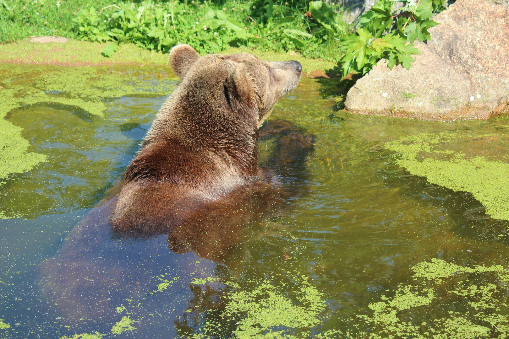 Braunbär