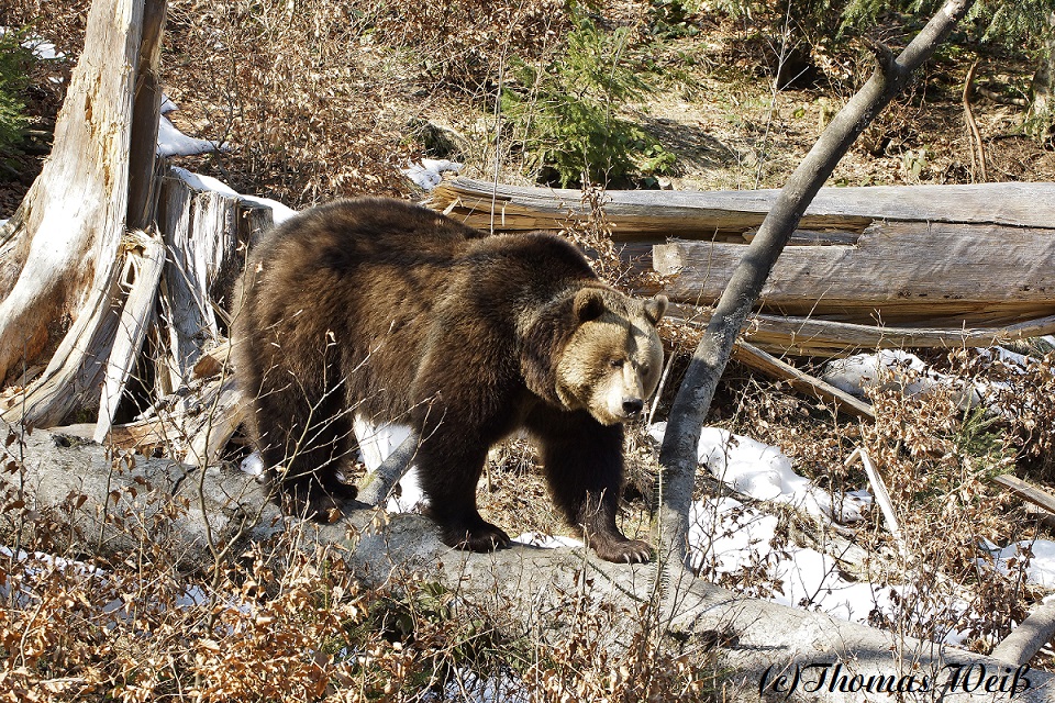 Braunbär 2