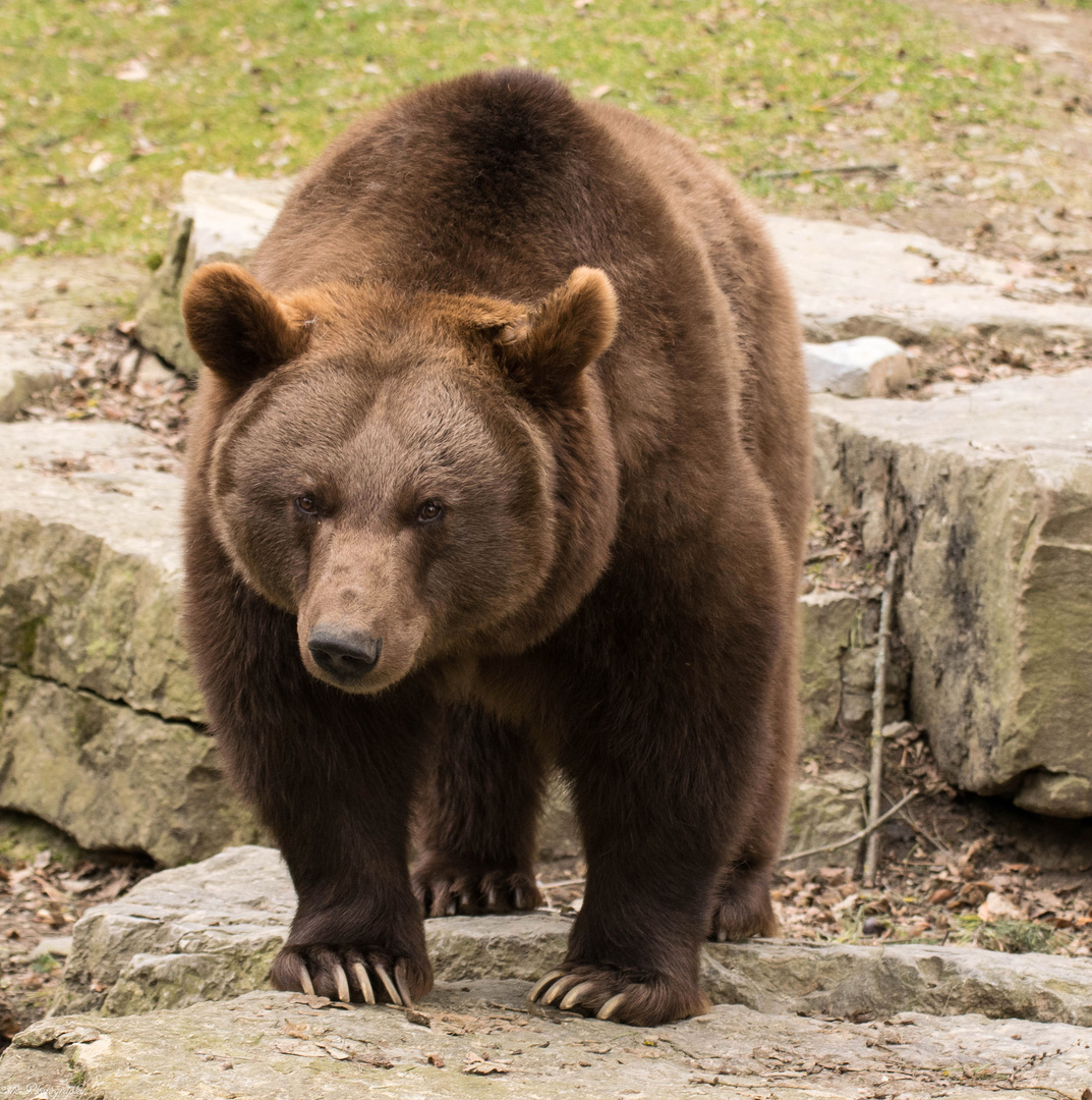 Braunbär # 2