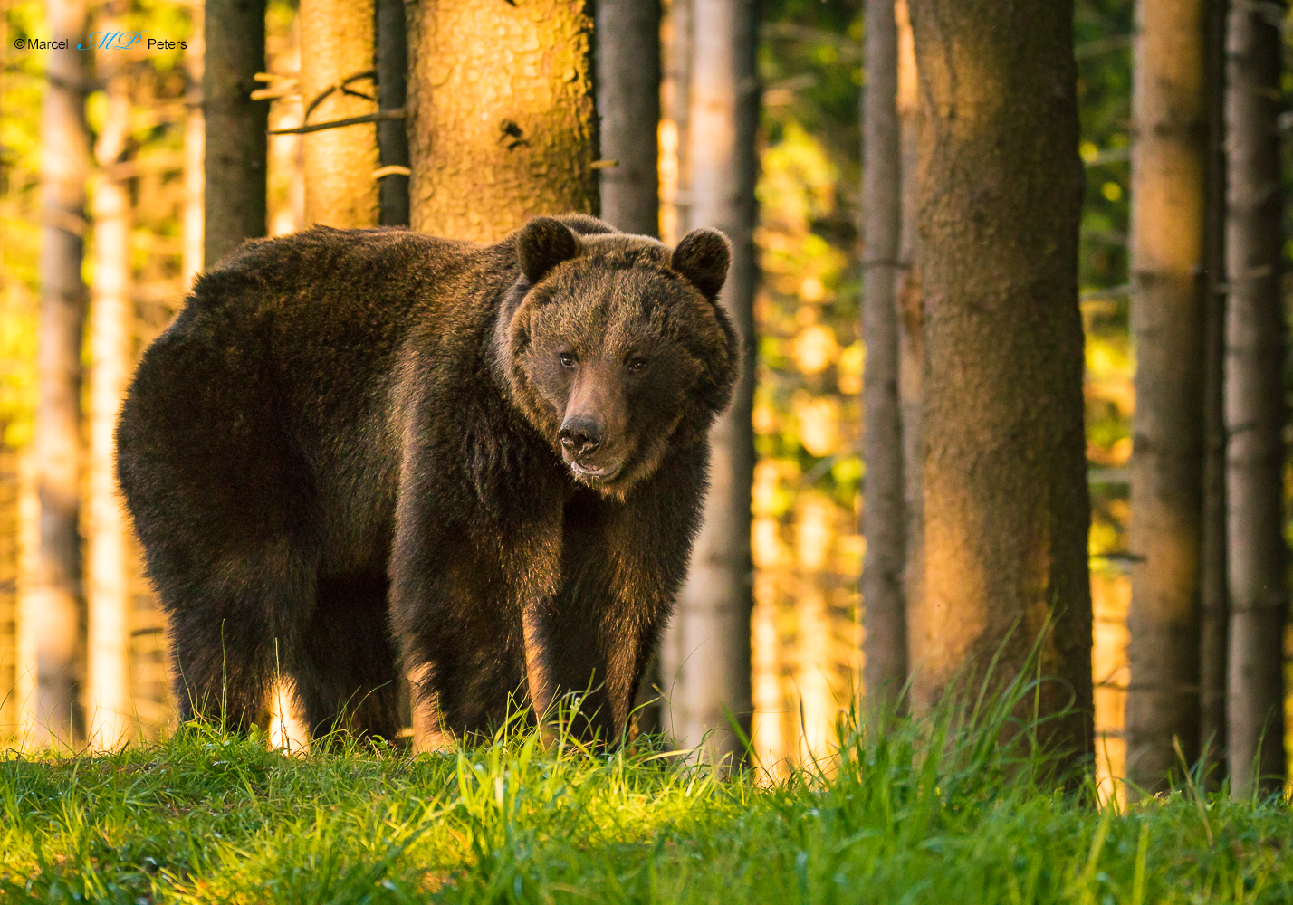 Braunbär 2