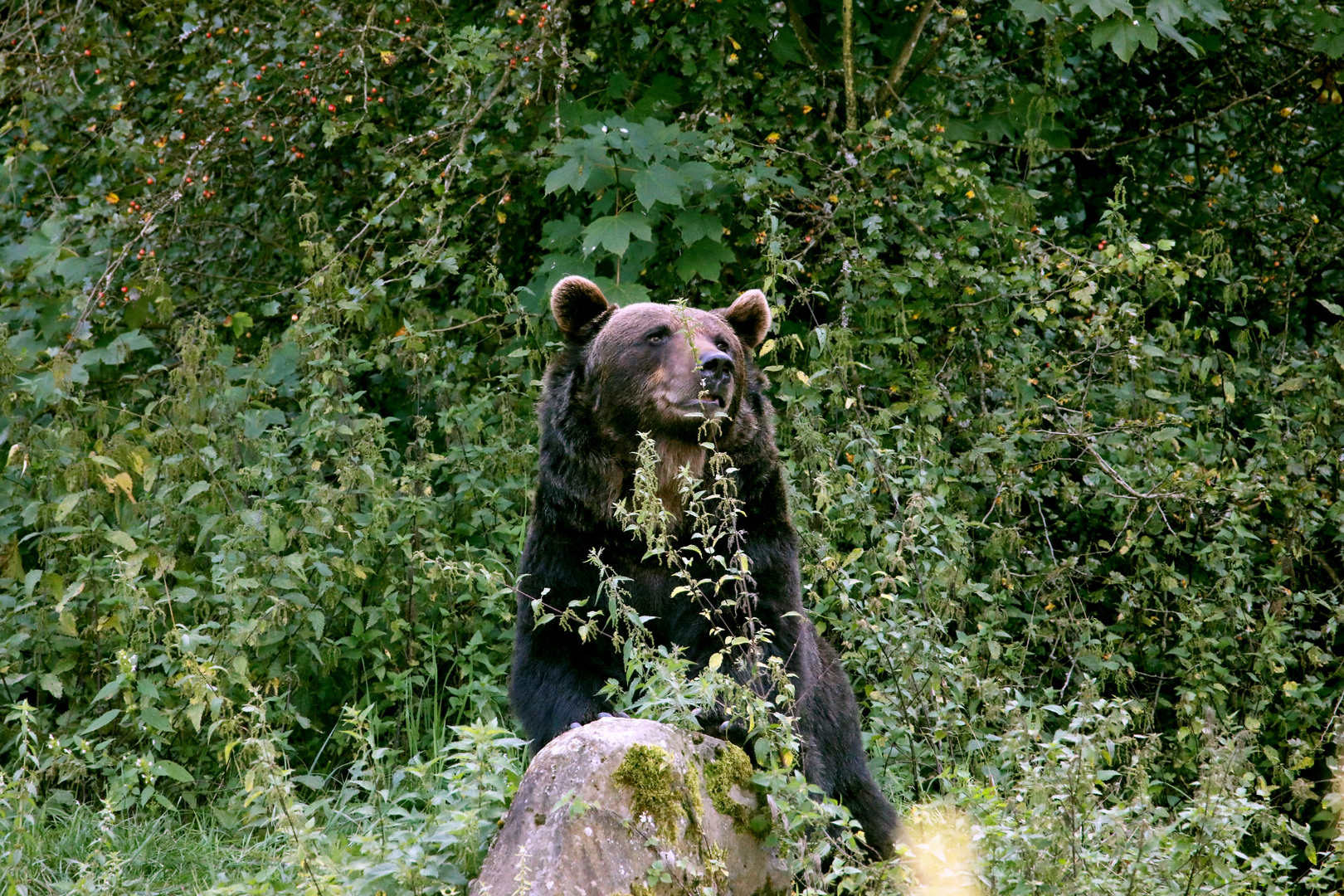 Braunbär 2