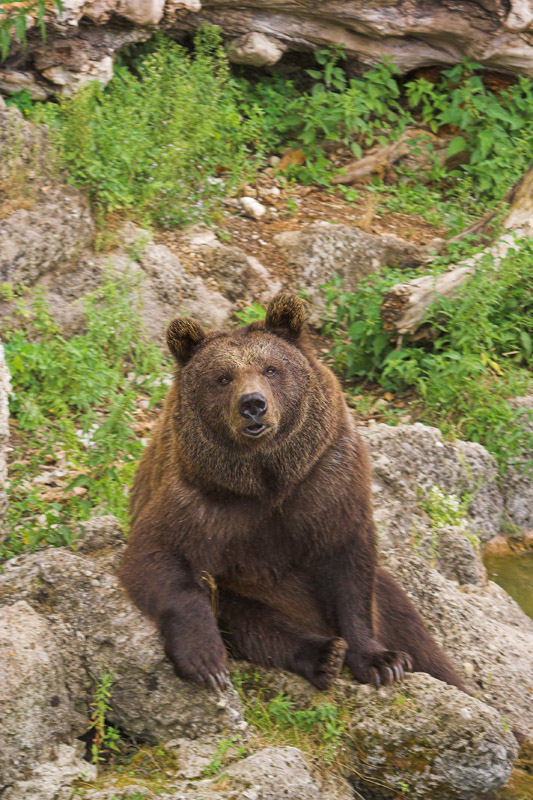 Braunbär 2