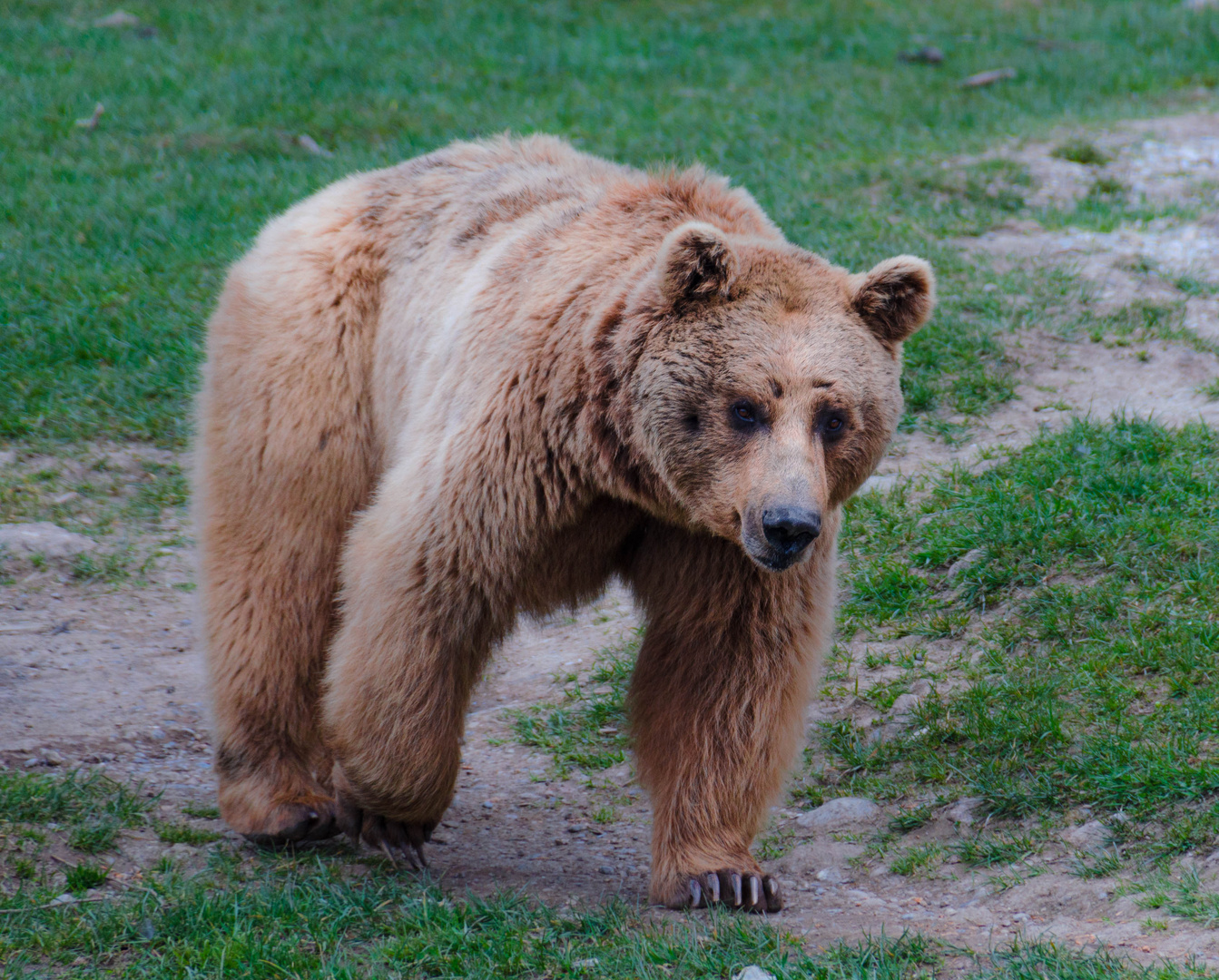 Braunbär