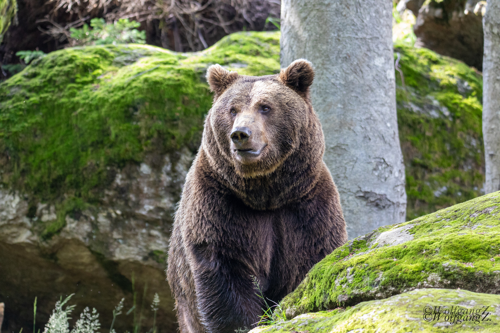 Braunbär