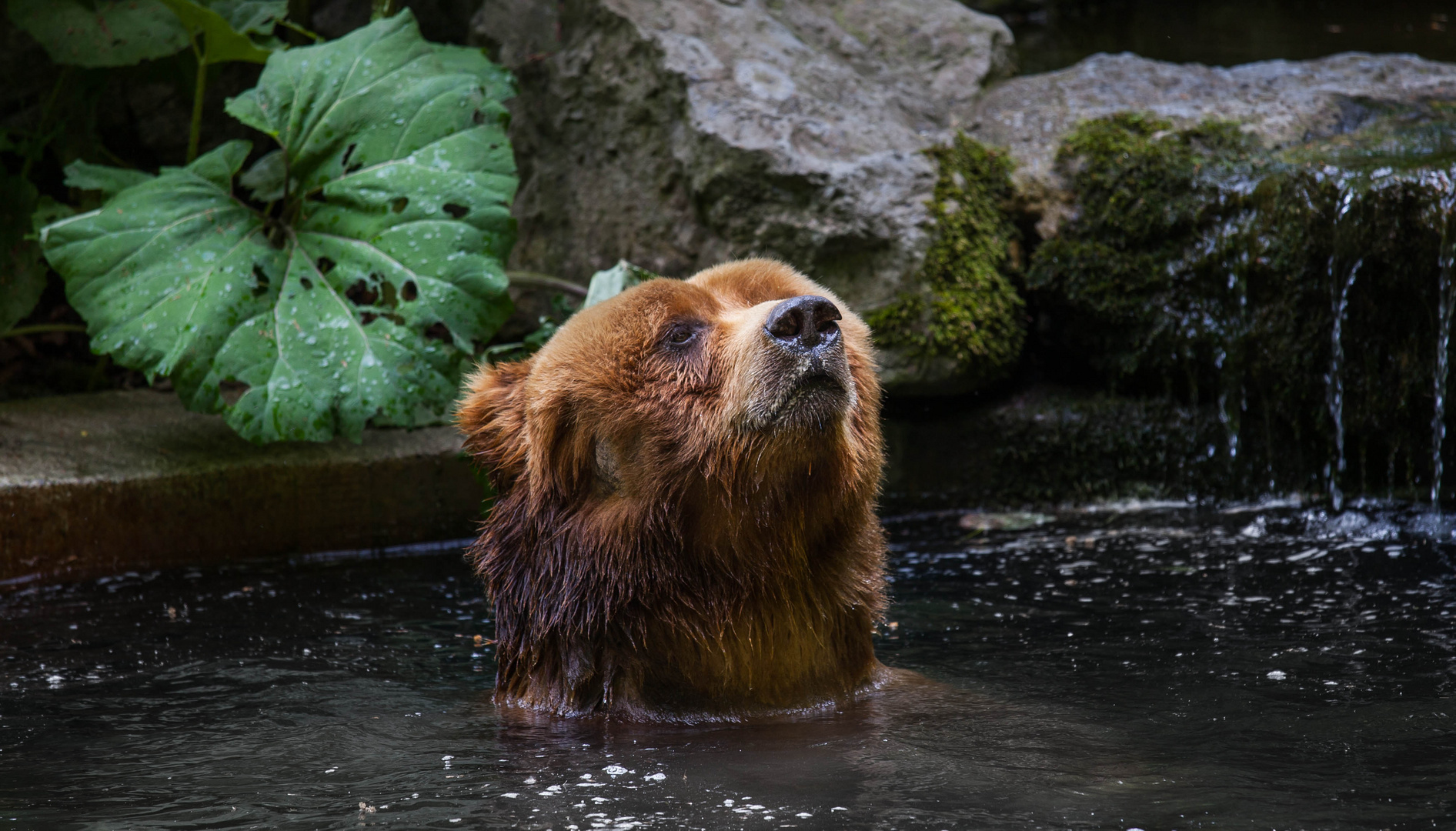 Braunbär