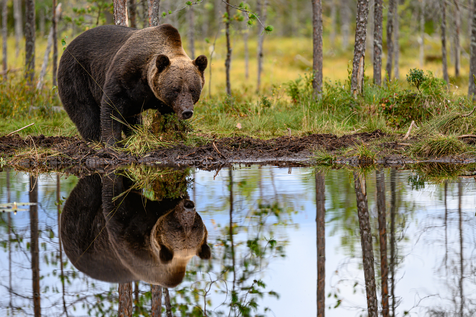 Braunbär