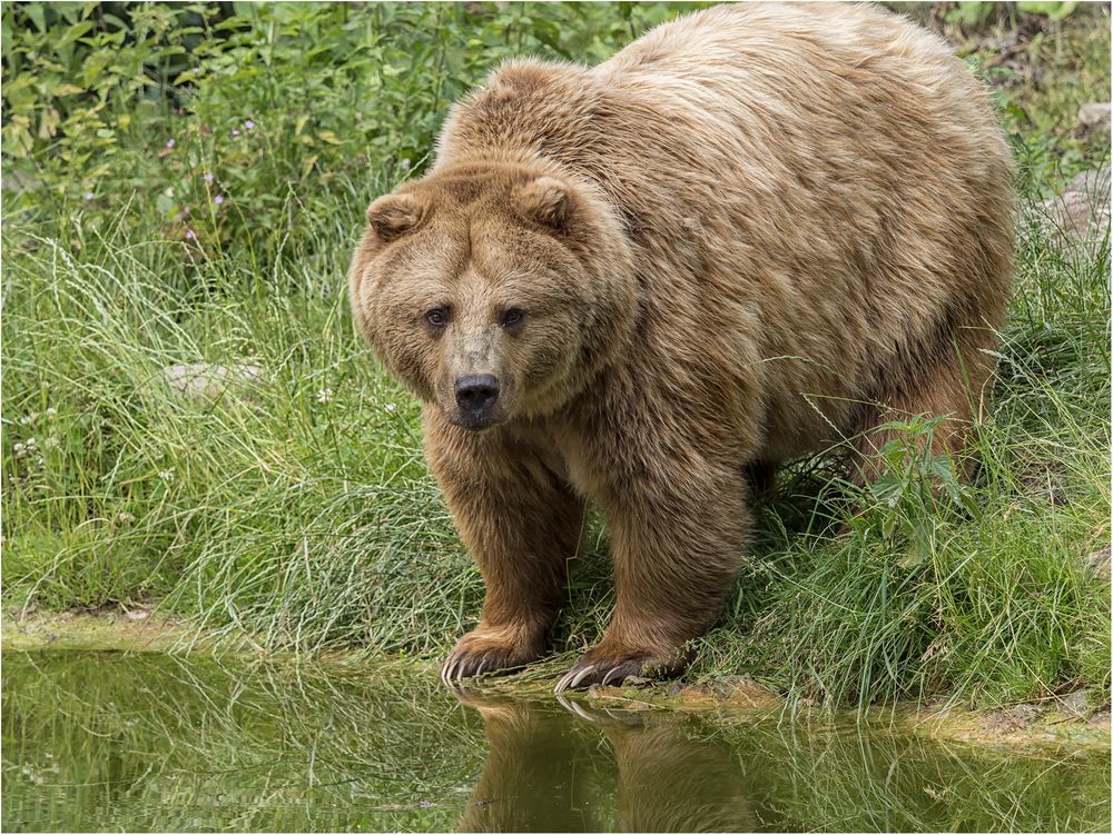 Braunbär