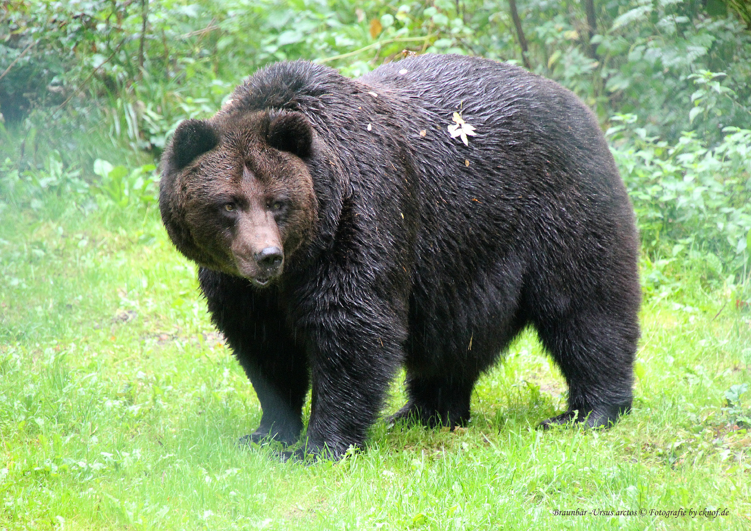 Braunbär