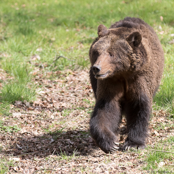 Braunbär