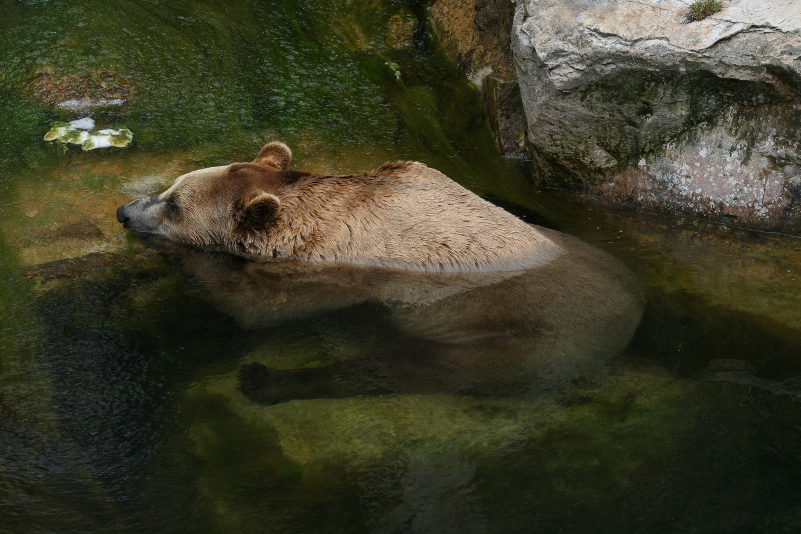 Braunbär