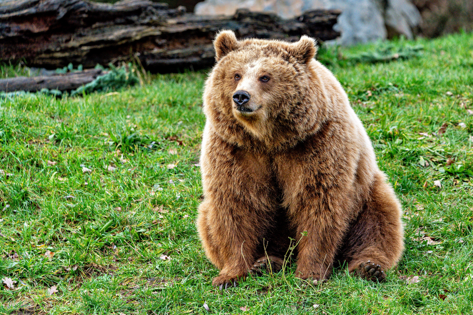 Braunbär