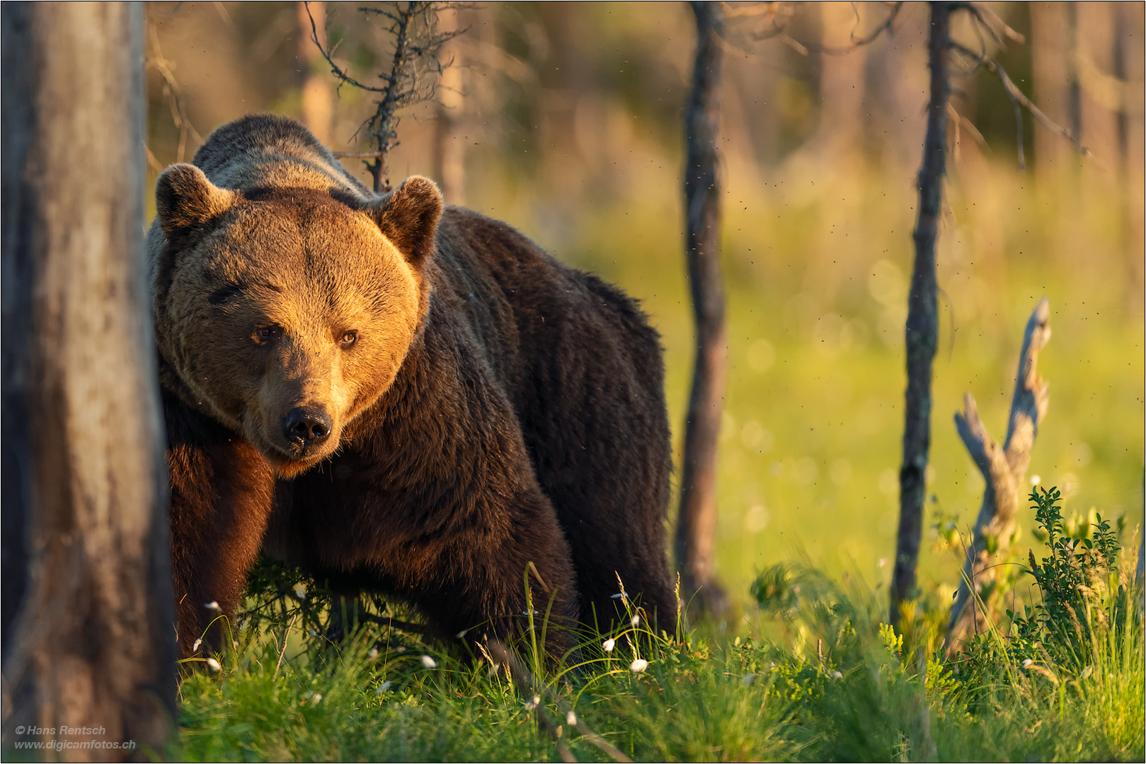 Braunbär