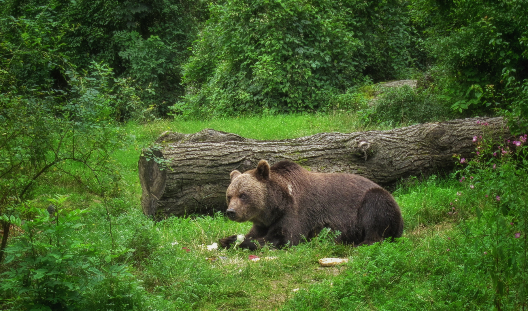 Braunbär