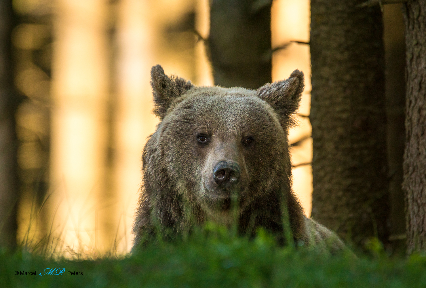 Braunbär 3