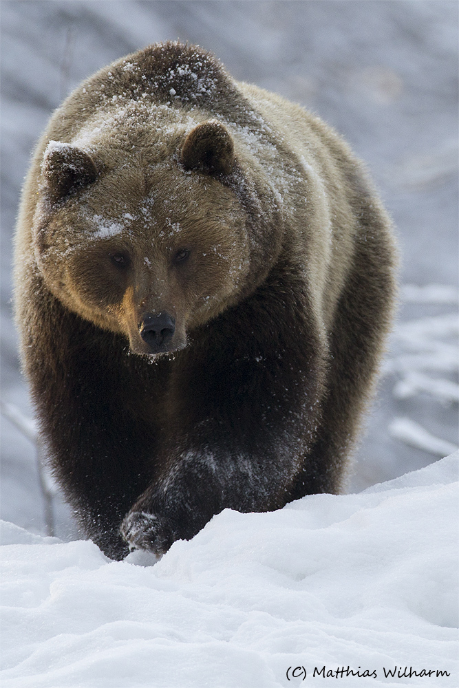 Braunbär