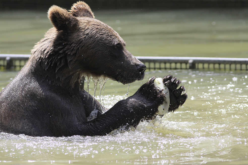 Braunbär