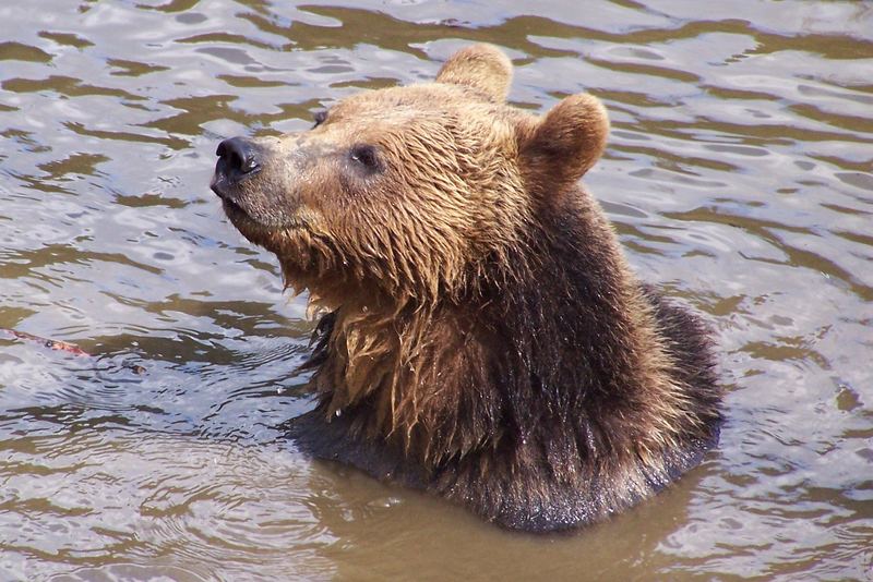 Braunbär