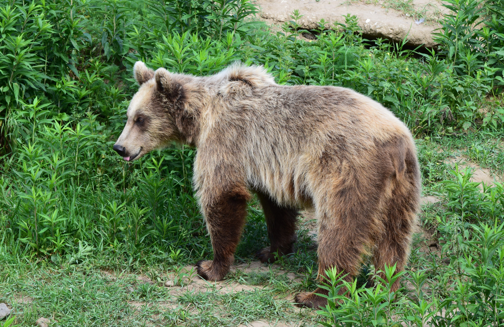 Braunbär