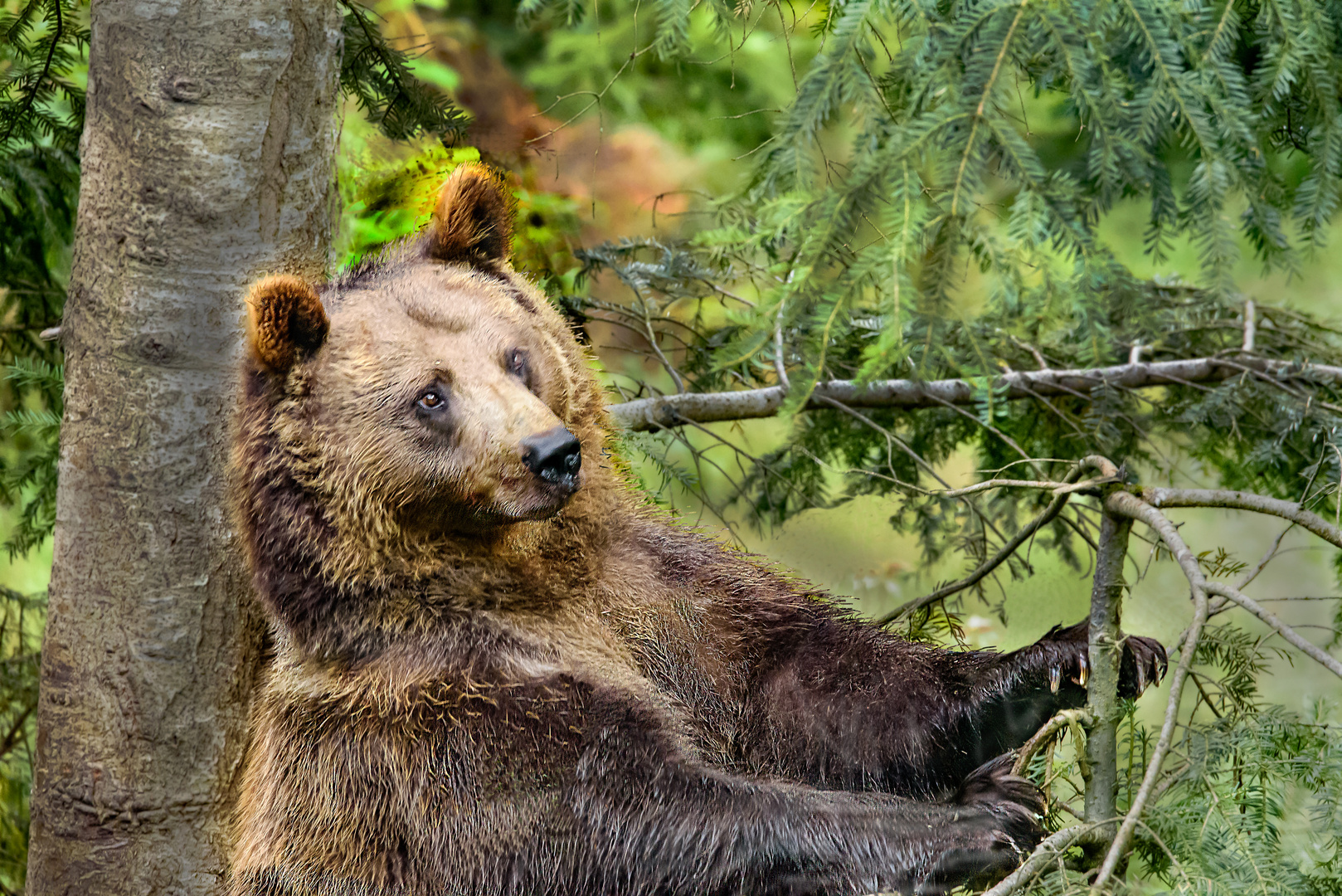 Braunbär