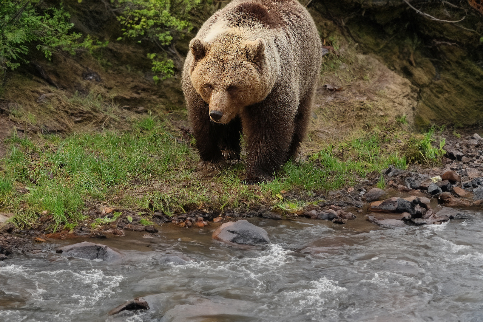 Braunbär