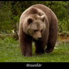 Braunbär