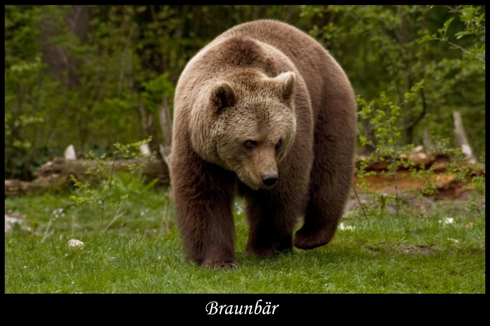 Braunbär