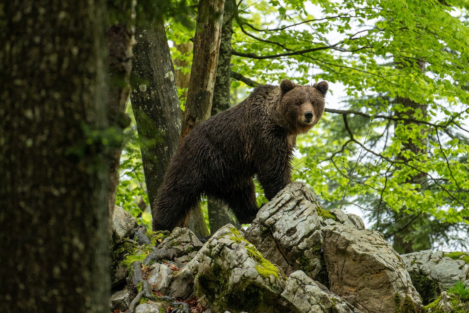 Braunbär