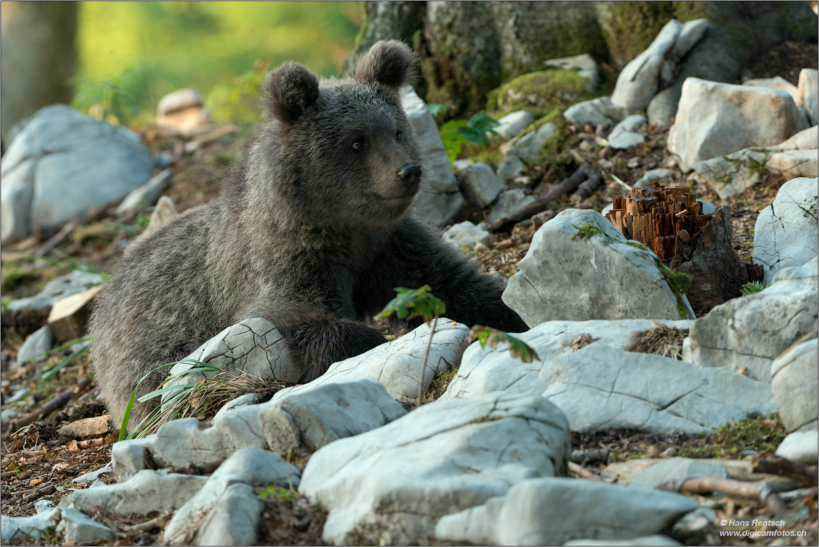 Braunbär