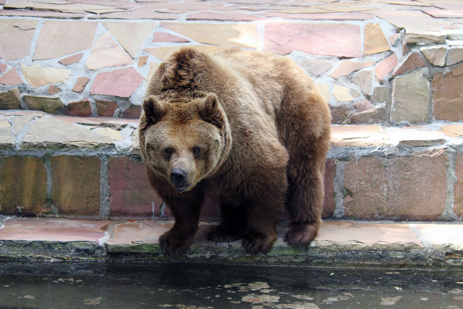 Braunbär