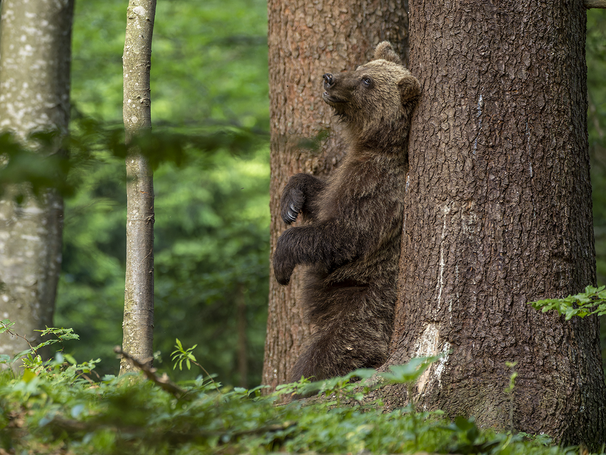 Braunbär