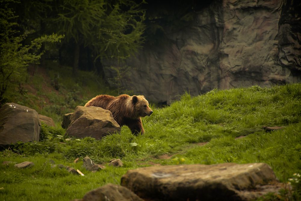 Braunbär