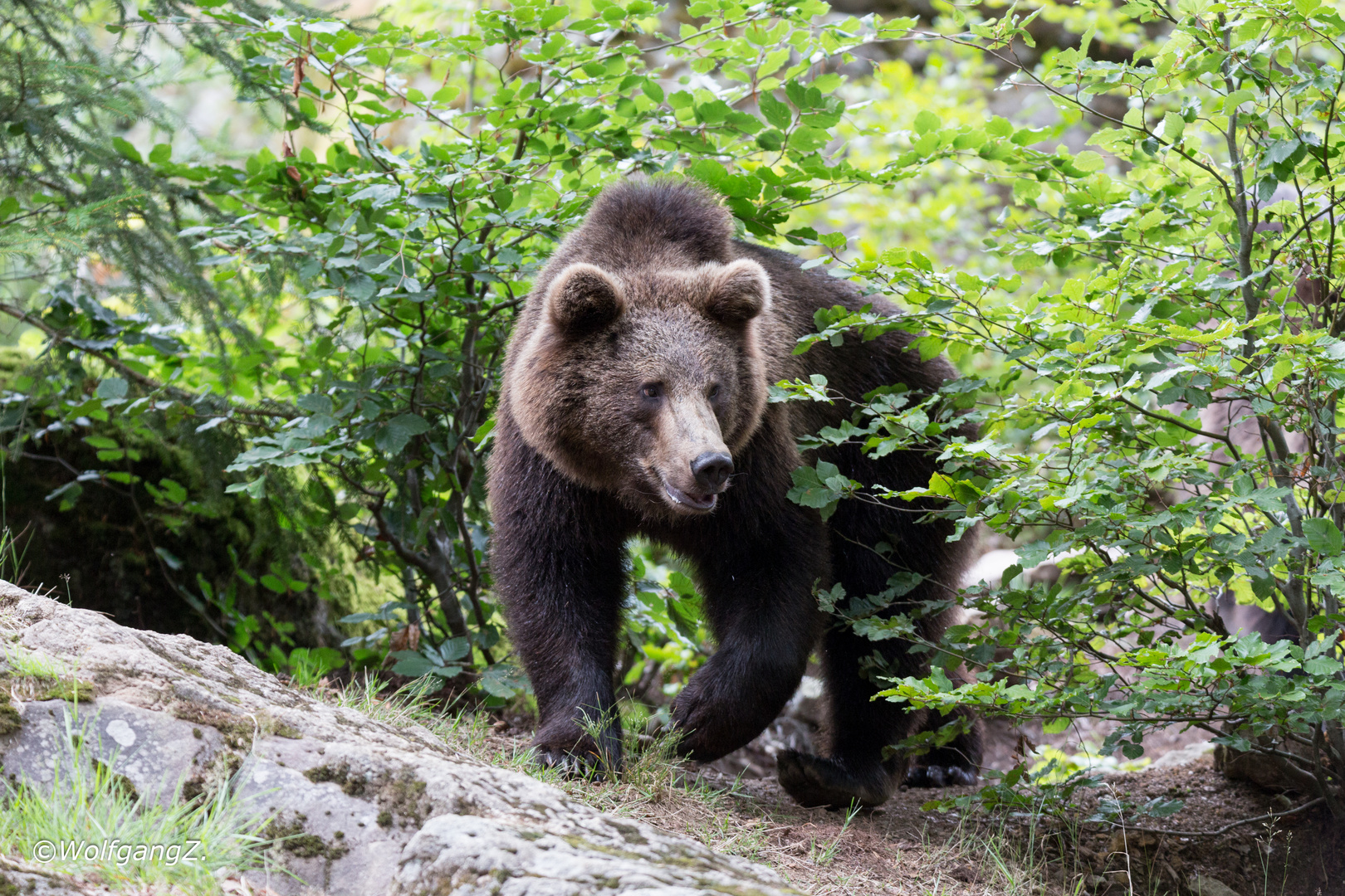 Braunbär