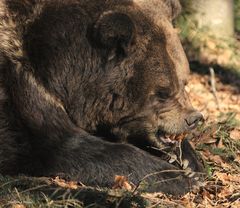 Braunbär............