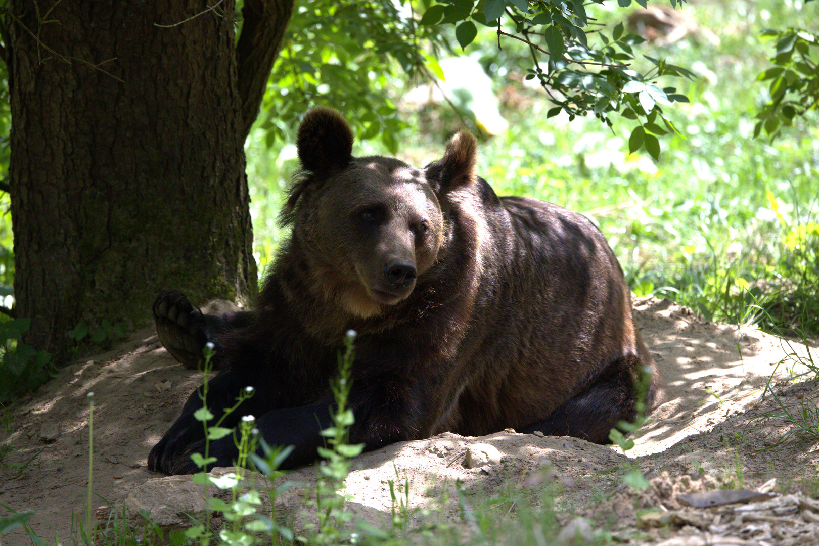 Braunbär