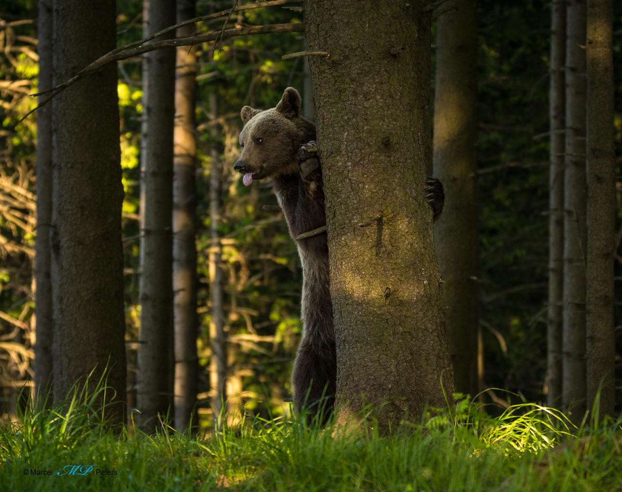 Braunbär 4