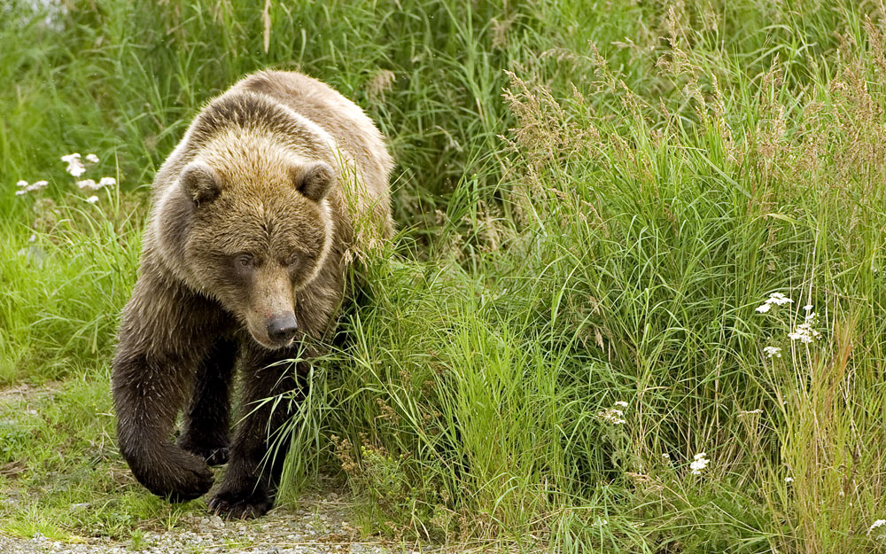 Braunbär