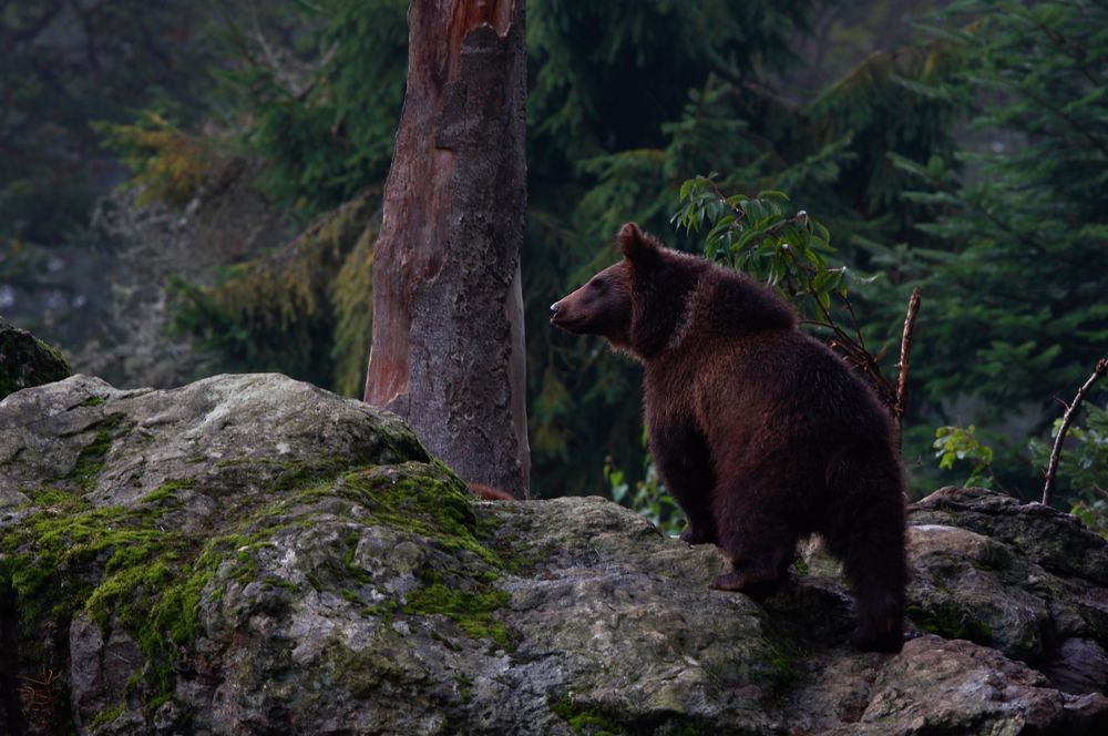 Braunbär