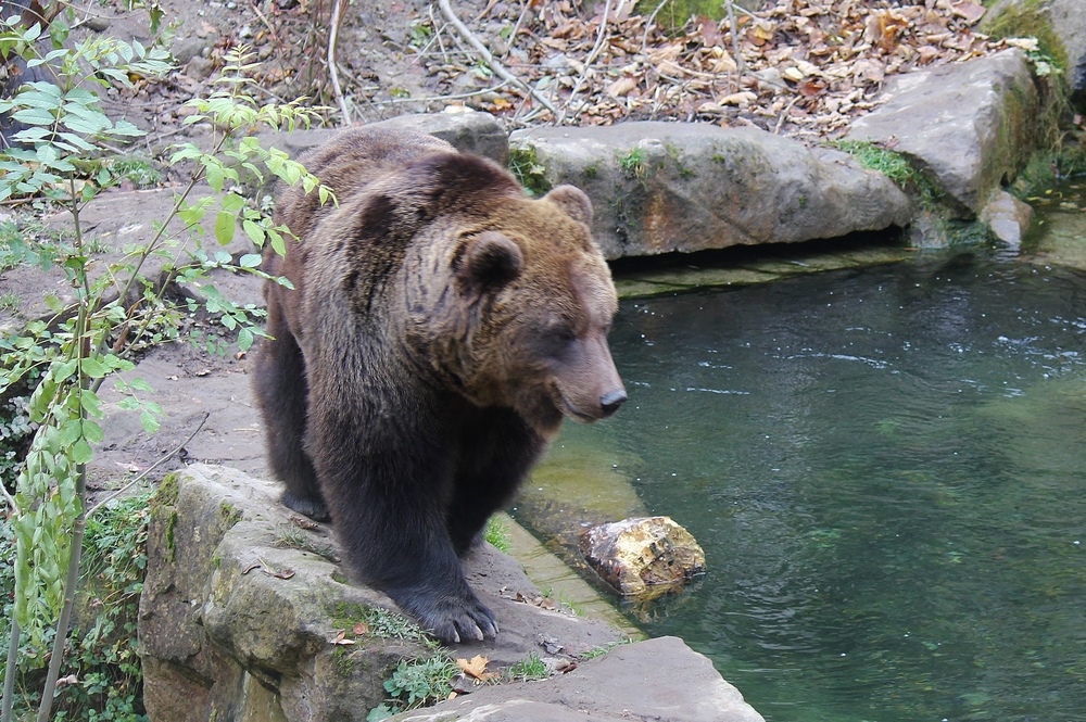 Braunbär