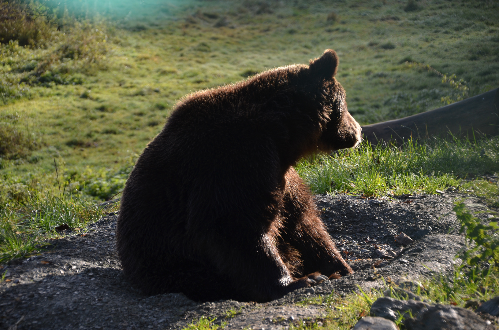 Braunbär