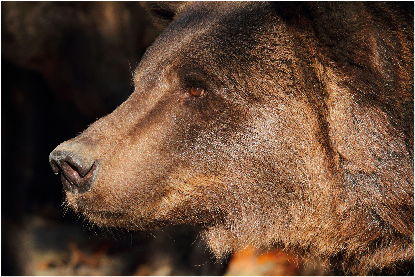 Braunbär