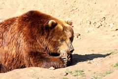 Braunbär