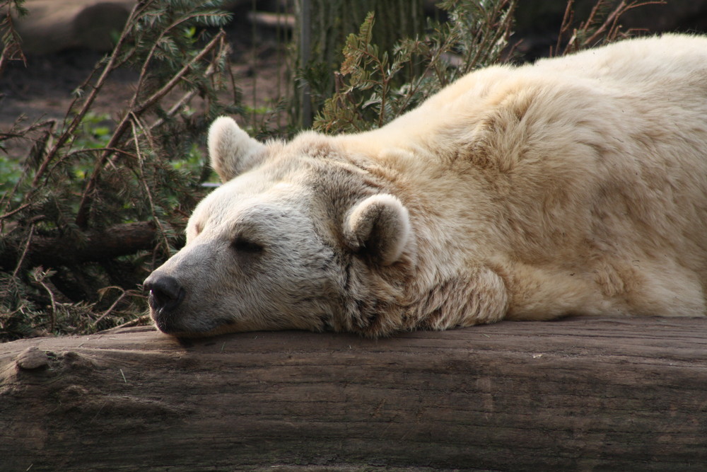 Braunbär