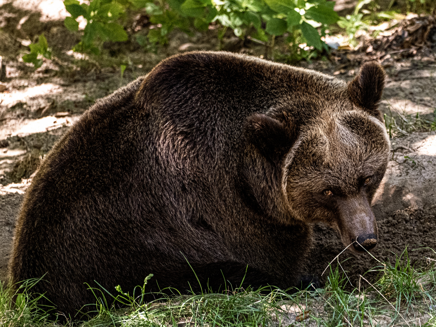 Braunbär