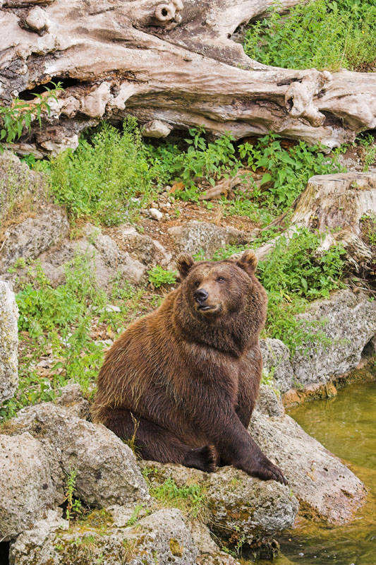 Braunbär