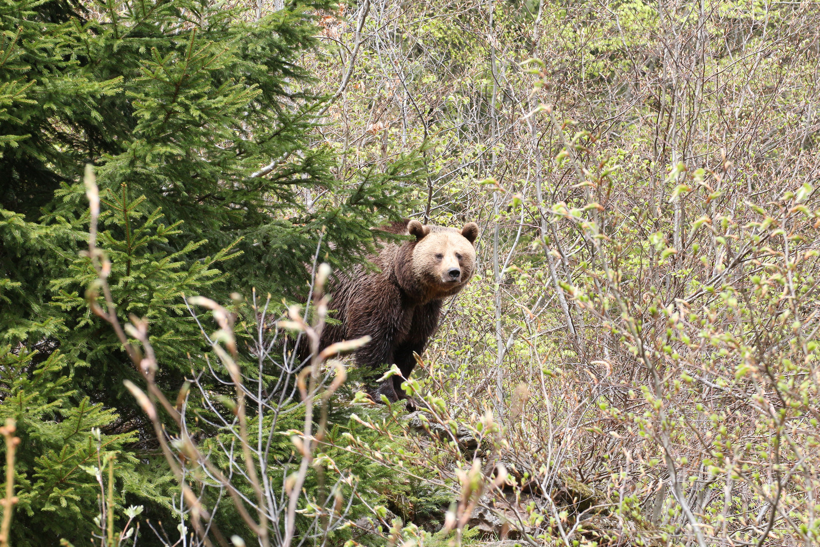 Braunbär