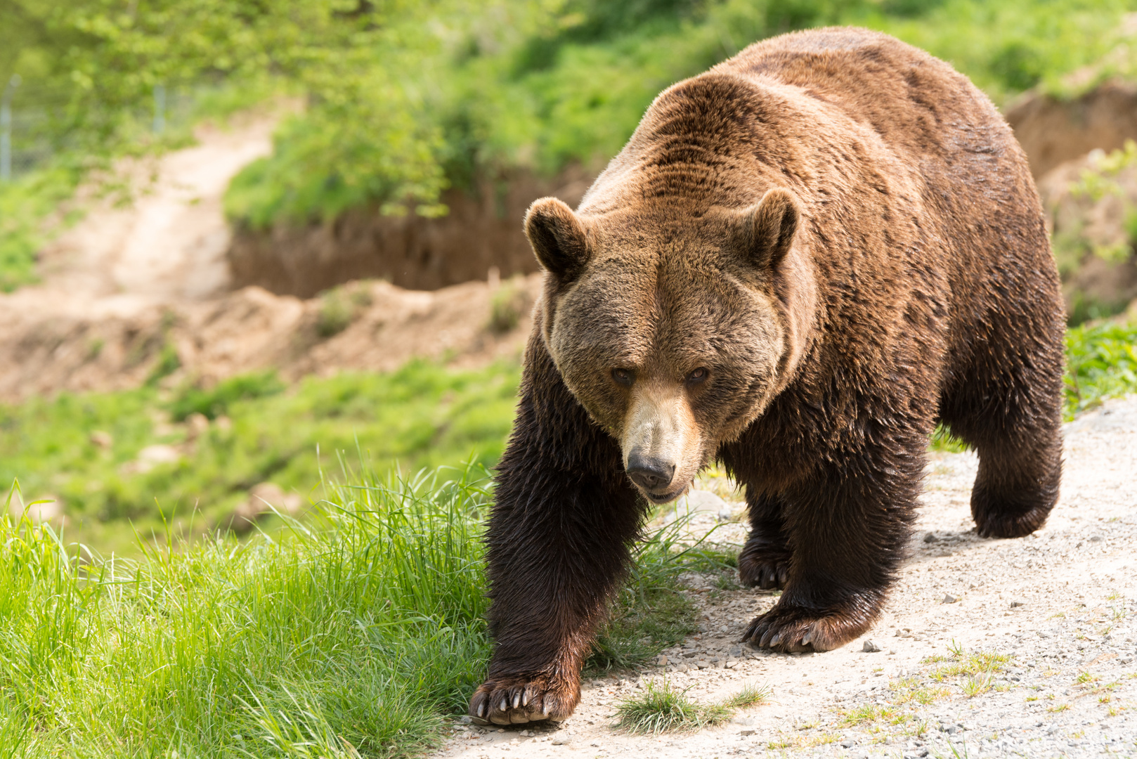 Braunbär