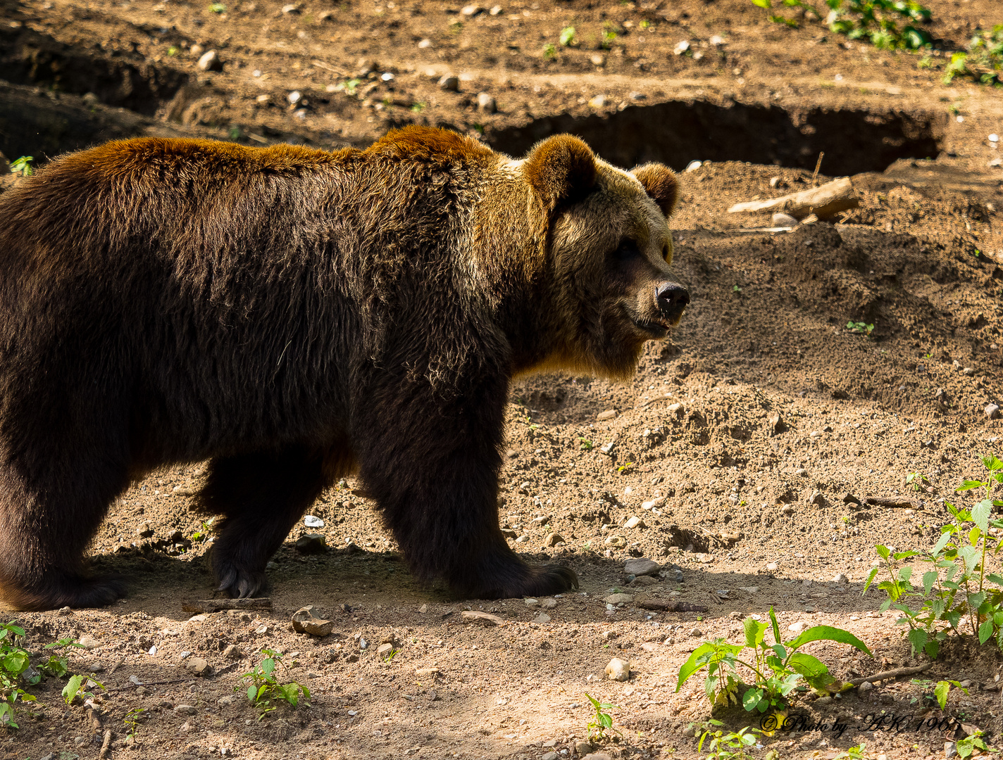 Braunbär