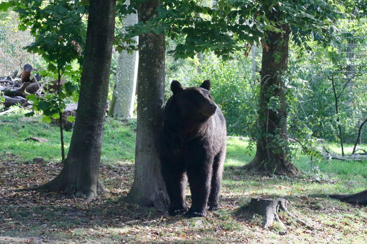 Braunbär