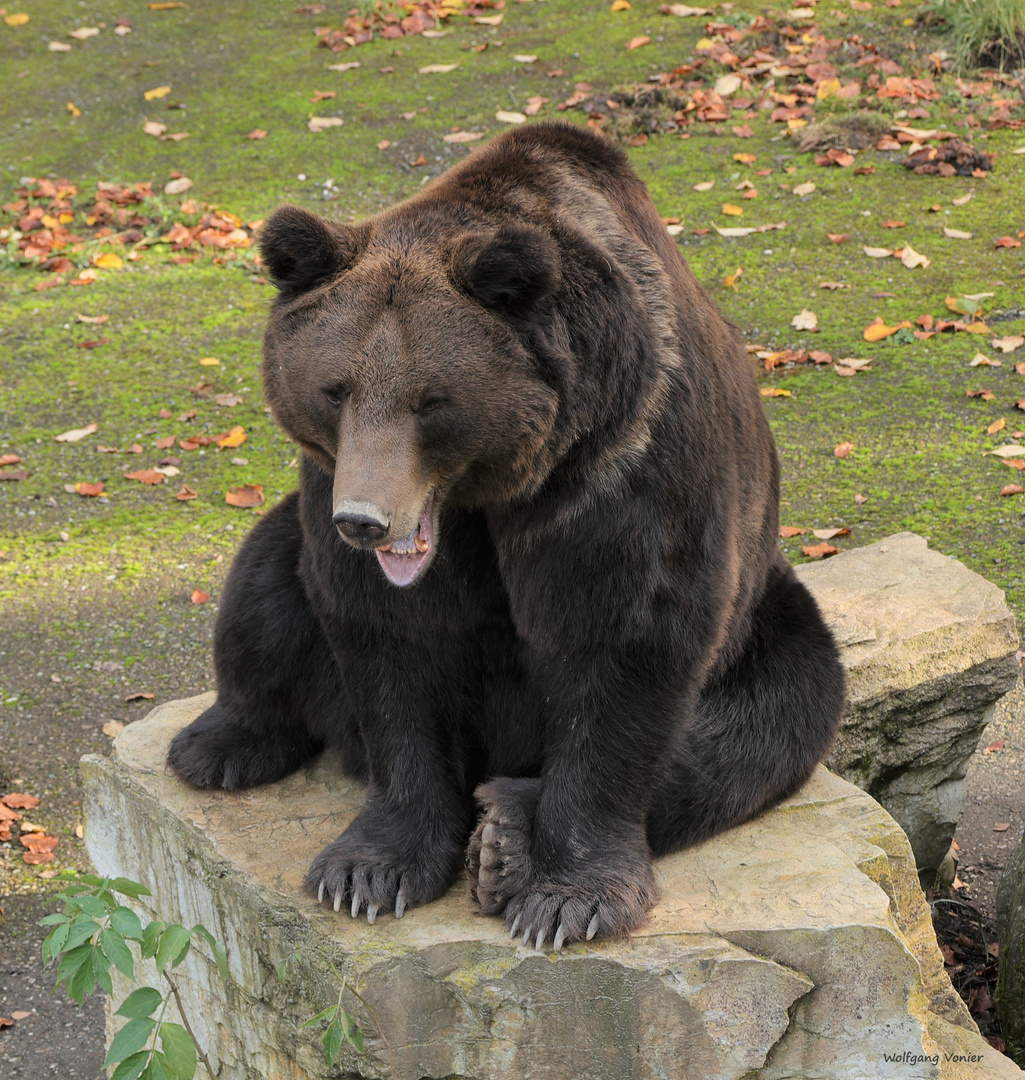 Braunbär